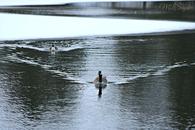 A winter swim