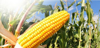maize