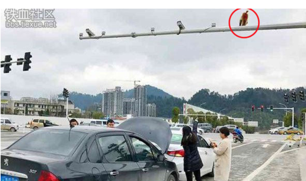 Disangka Lampu Isyarat Punggung Merah Monyet Jadi Punca Kemalangan Pelbagai Sebab Boleh Menjadi Punca Kepada Satu Kemalangan Termasuklah Punggung Seekor Monyet