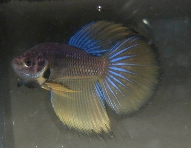 Can Guppies And Bettas Eat The Same Food Can Guppies And Bettas Eat The Same Food