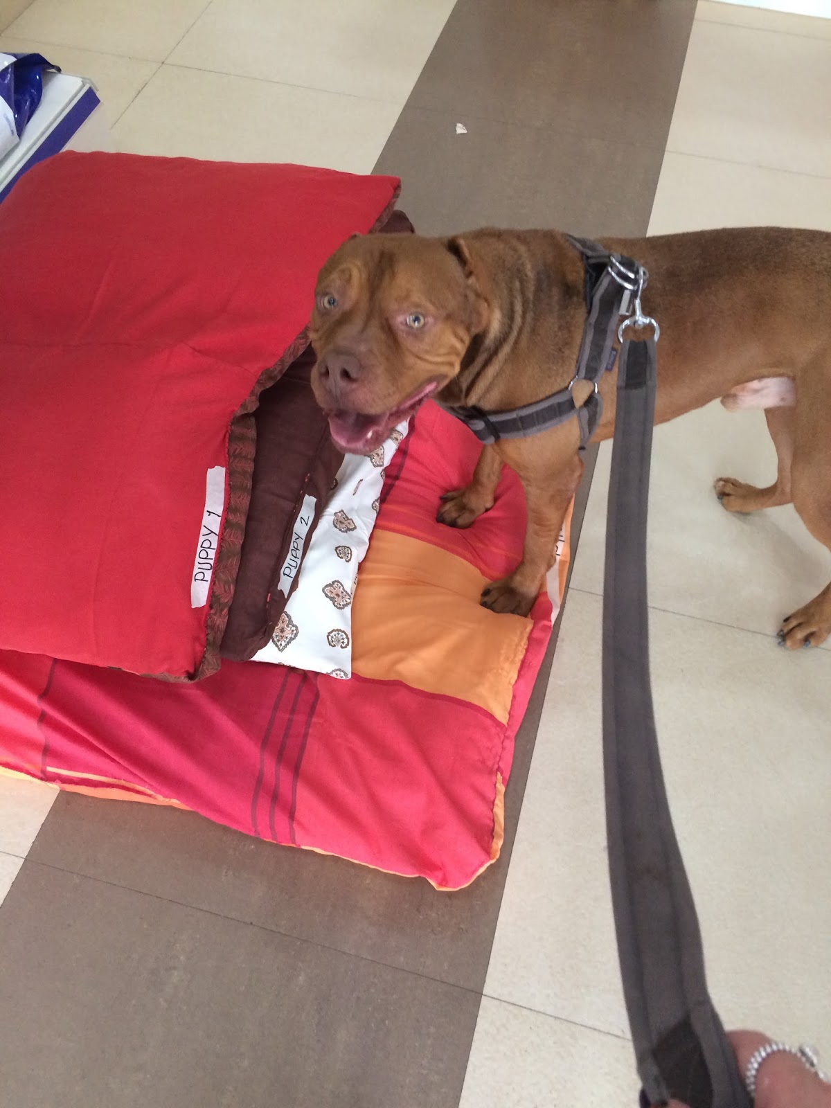 Expat Life with Chickenruby Dogs for adoption in Dubai with Animal Tales