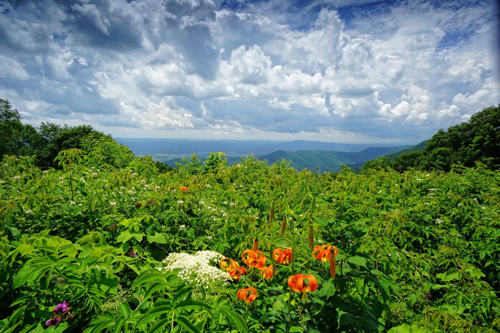 Discover West Virginia Wildflowers on the Highland Scenic Highway