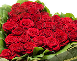 rose images download rose