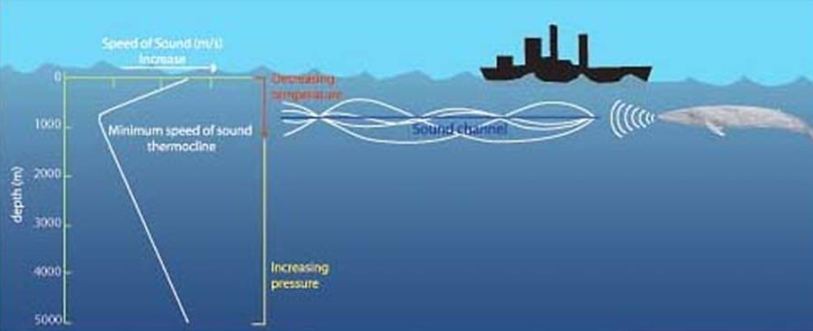 погружённый. акулята китовой акулы. подводная акустическая пушка. подводный музыкальный фестиваль. эхолокация сонар.