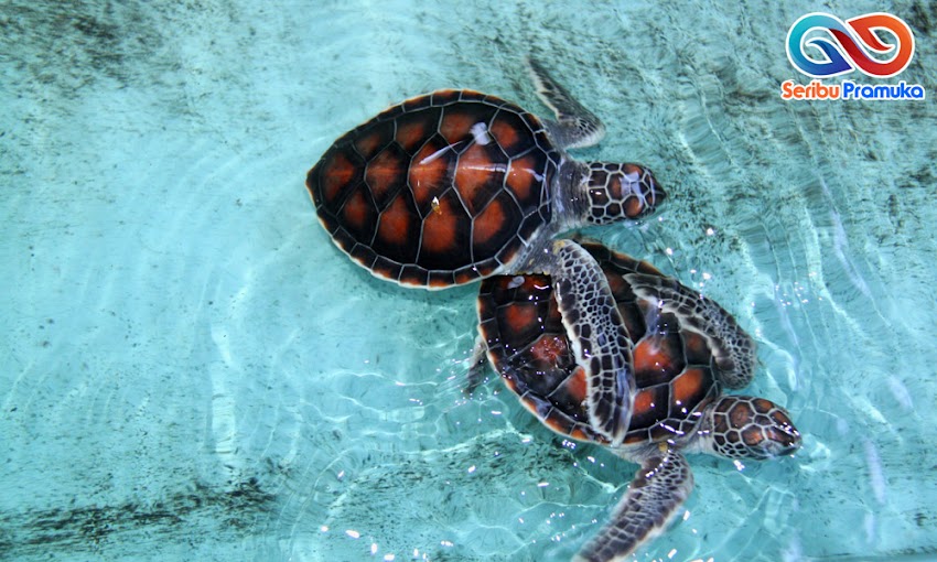 Penyu Sisik kecil Kepulauan Seribu Pramuka wisata pulau seribu pramuka