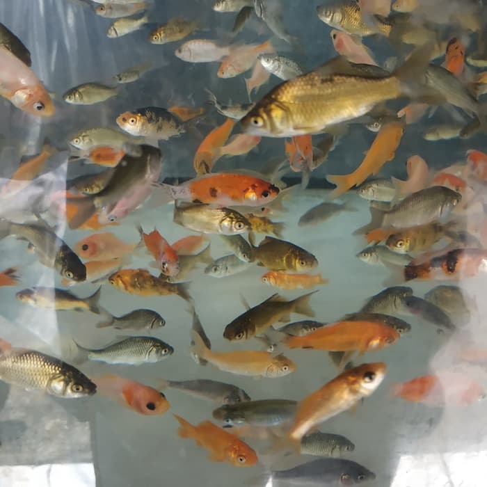 Harga Pakan Hidup Literan Untuk Ikan Predator Terbaru 2019