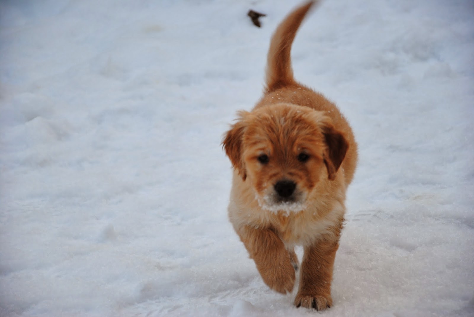 6 Weeks Old - Tidewater Golden Retrievers