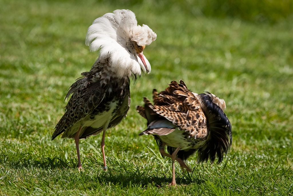 Another Bird Blog: Ruff Stuff