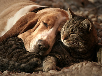 Amor Animal - Animal Love - Perros y Gatos