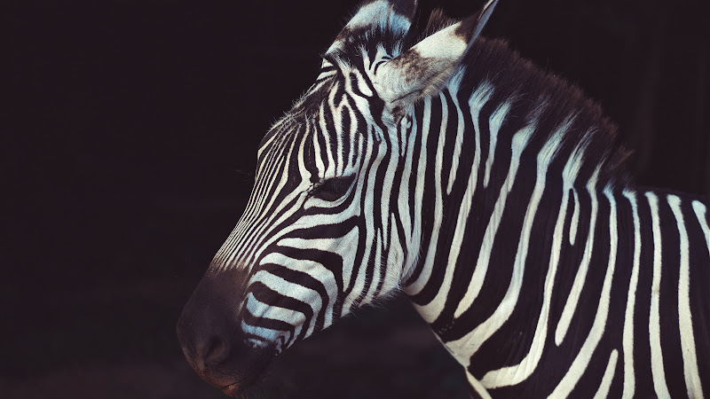 Zebra Portrait