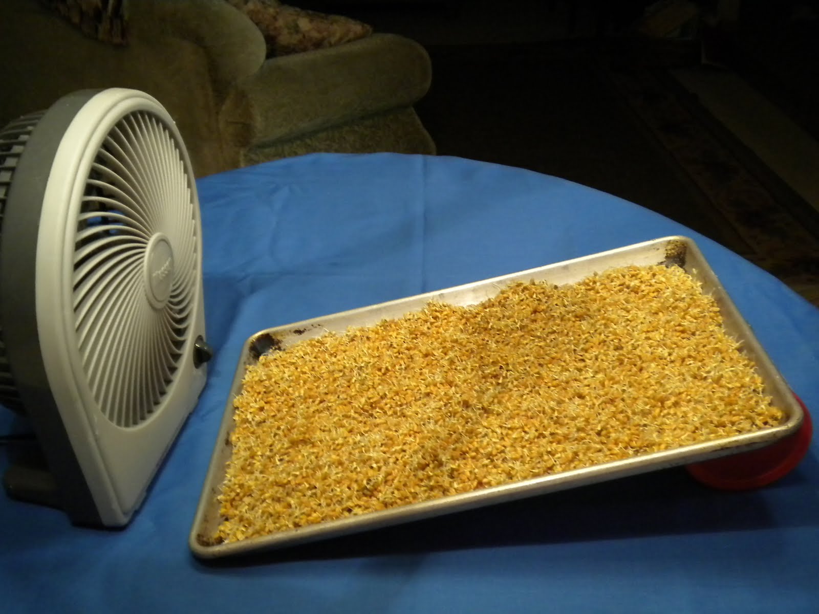 The Resourceful Life How to make malt vinegar from wheat.