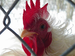 Mr.White ~ Bantam Frizzled White Cochin