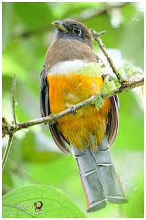 Orange-bellied Trogon (Trogon aurantiiventris) - female