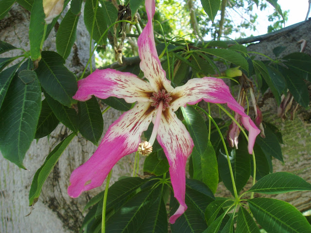 Flor de PALO BORRACHO: Ceiba speciosa