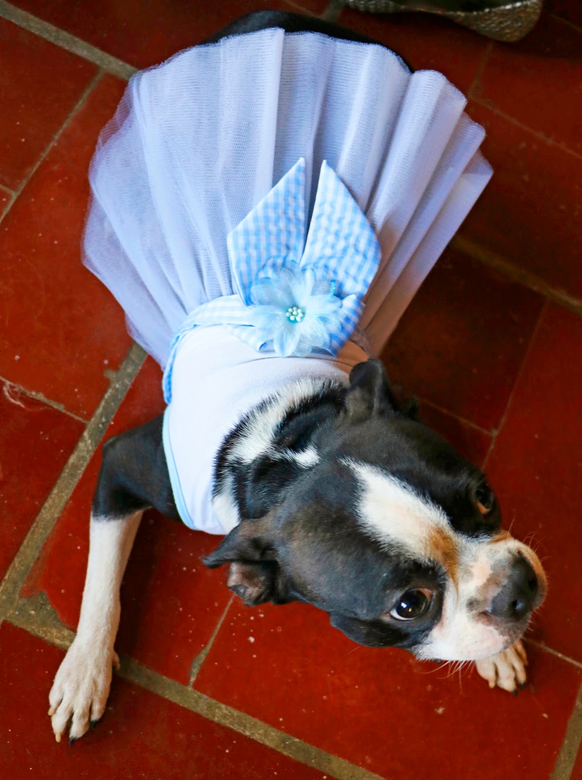Super cute Boston Terrier in a dress!