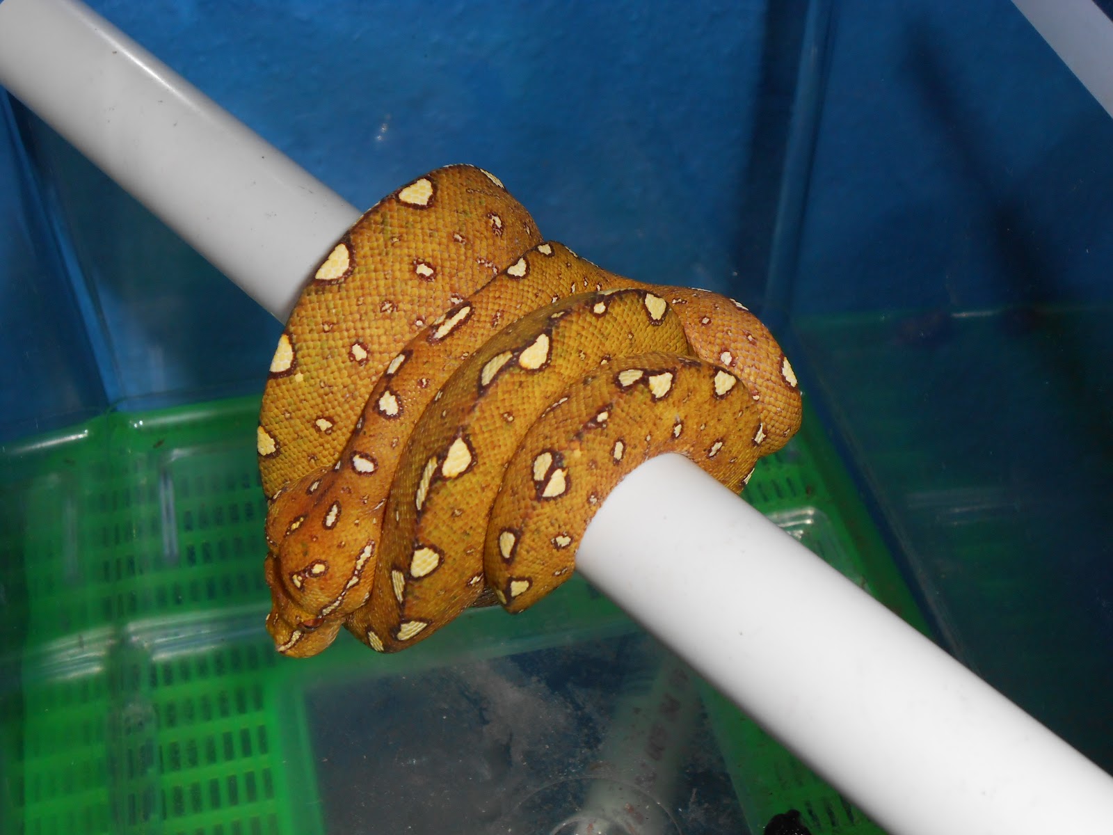 Evan Stahl Reptiles: New updated Ball Pythons available list, some nice ...