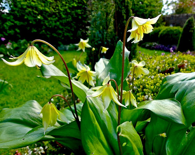 Where Five Valleys Meet: Dainty Erythroniums and minature tulips