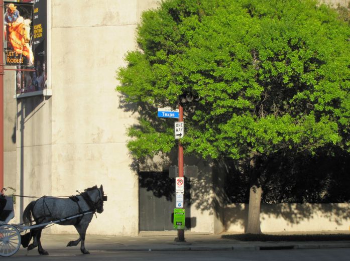 Houston in Pics Horse drawn carriage rides in Downtown Houston (pictur