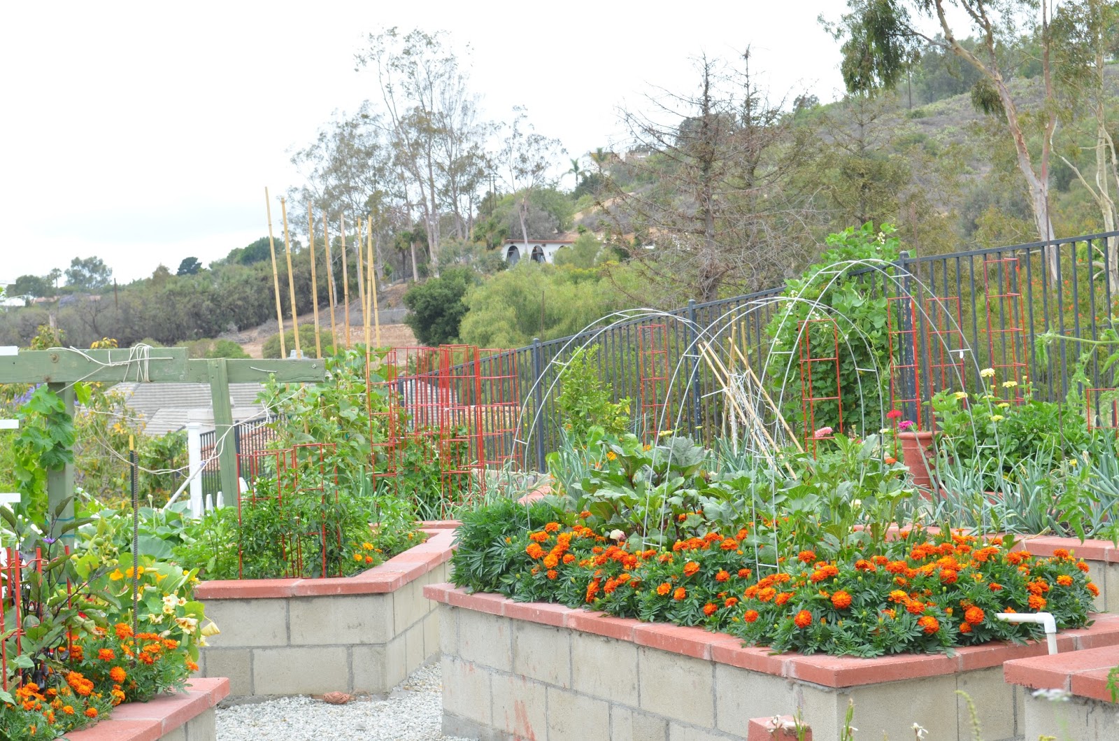 Entertaining From an Ethnic Indian Kitchen Kitchen garden tour
