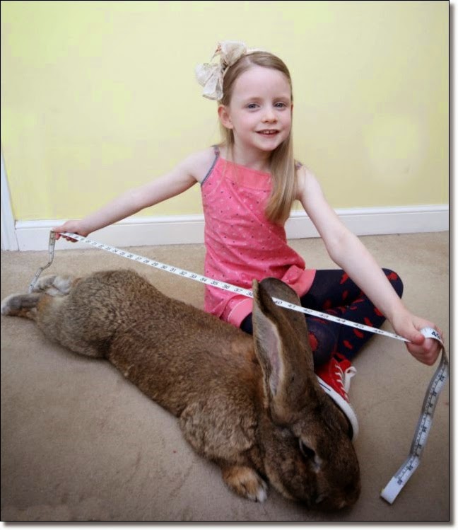 The Pet Tree House - Where Pets Are Family Too : Meet Darius, the ...