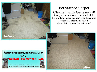 Remove Pet Stains