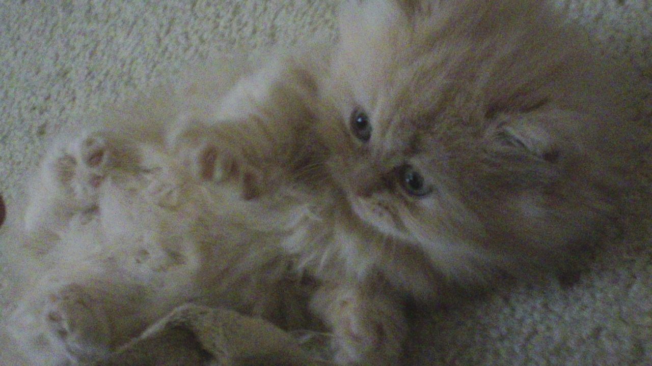 Mile High Munchkins Adorable Dwarf Kittens for Sale!