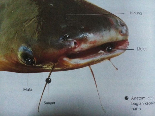 Klasifikasi dan Morfologi Ikan Patin