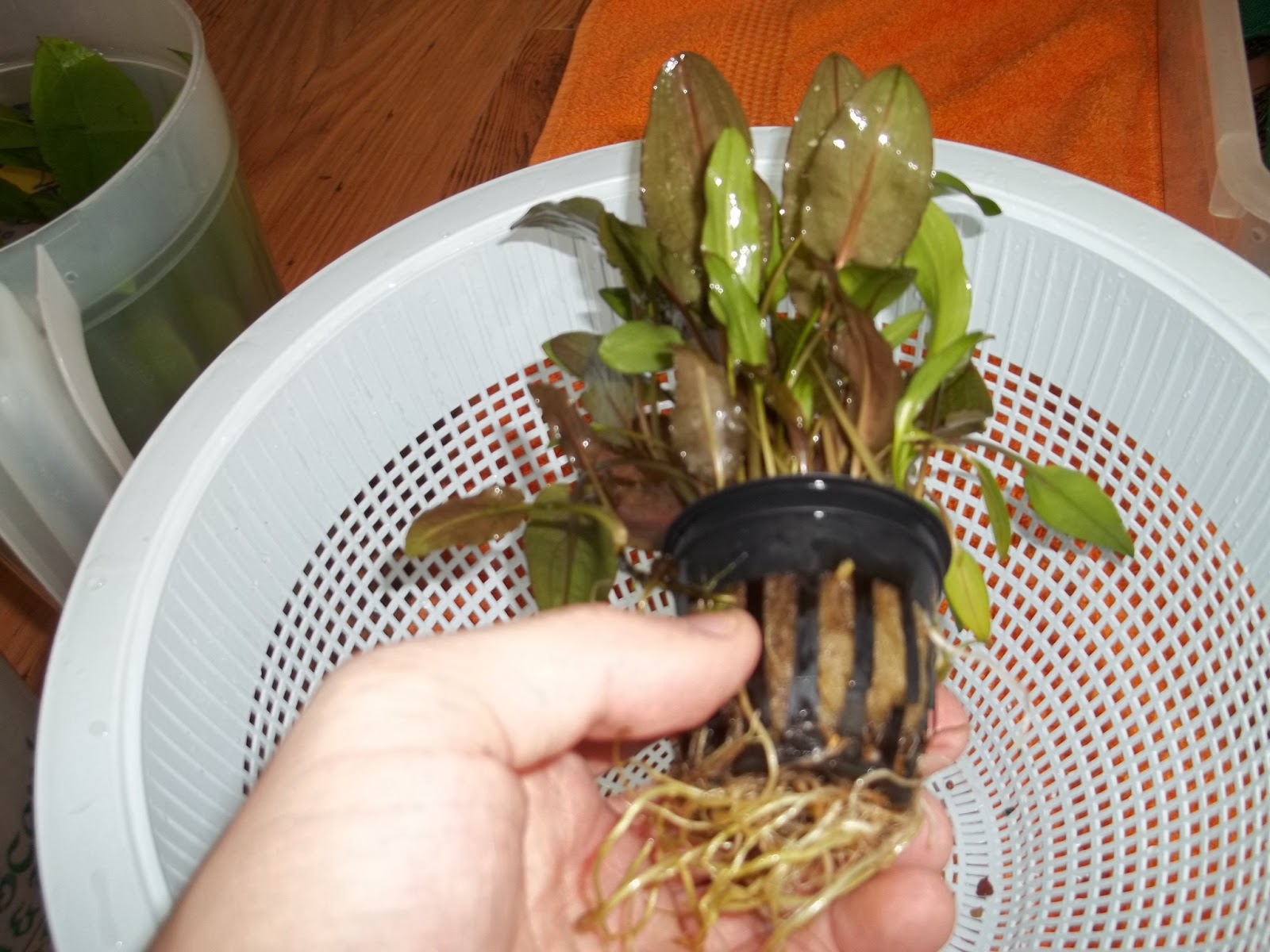 Aquarium and Fish Tank Plants How to Trim your Aquarium Plants when