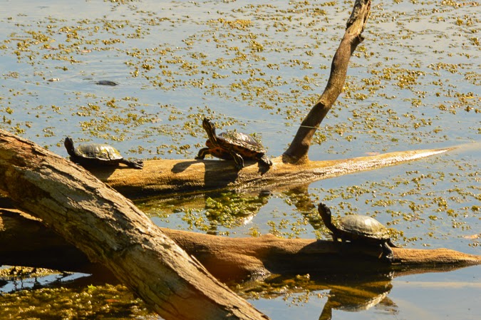Turtles in Tennessee Dunbar Cave Lake