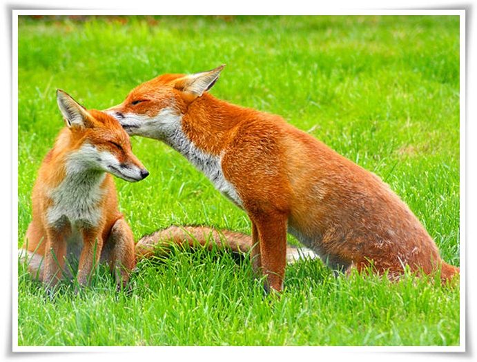 Animals Names Starting With F | Animals Name A To Z