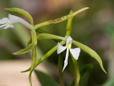 oerstedii epidendrum orchid culture plant care