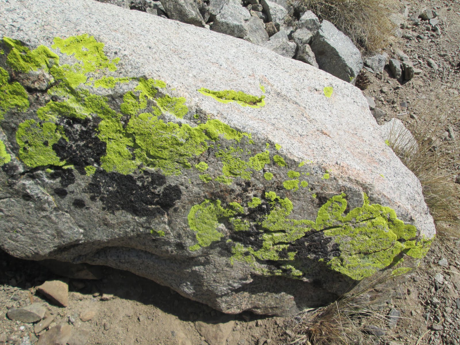 Chartreuse Lichen on the John Muir Trail