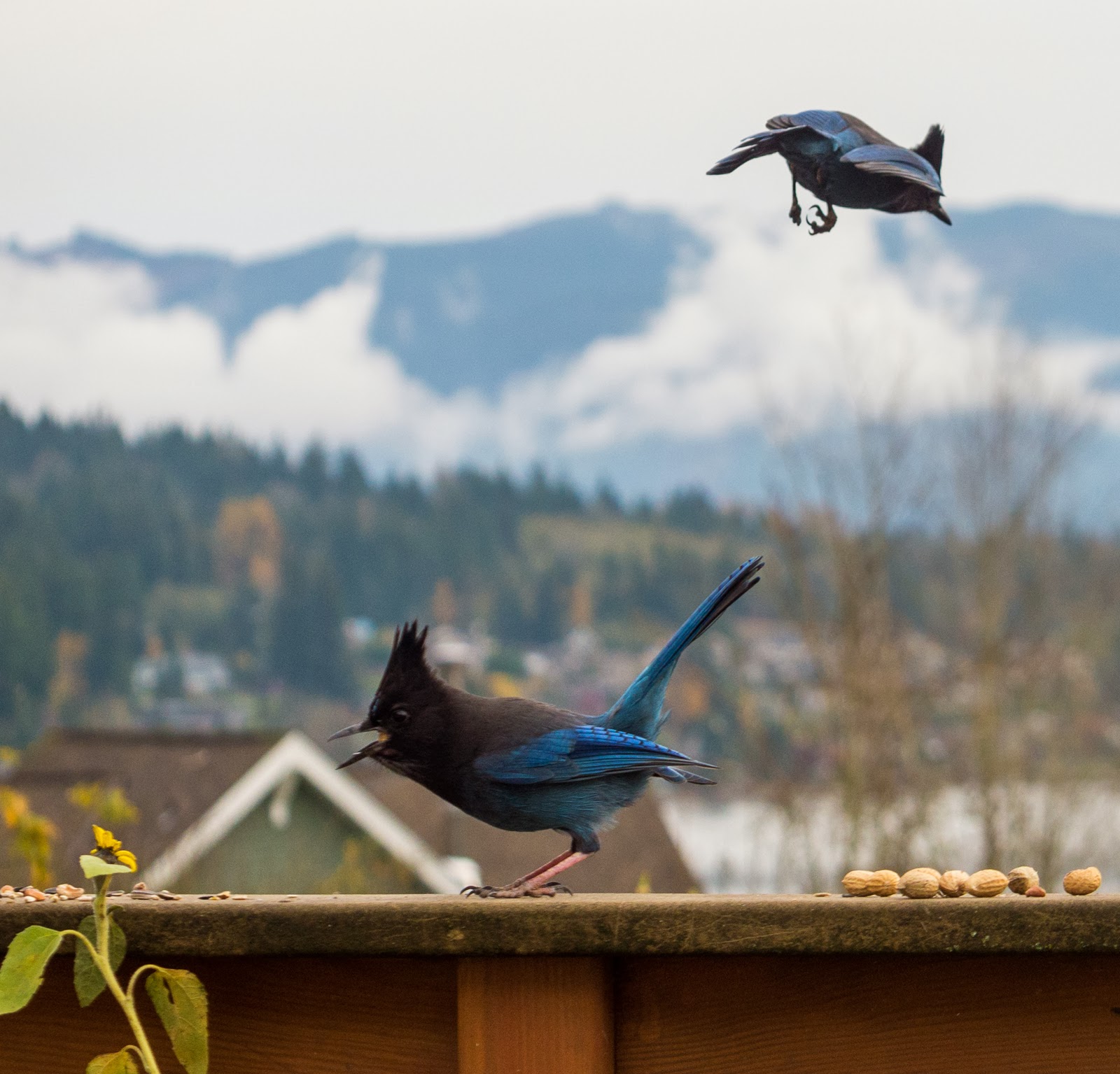Chaikins of Bellingham: Dancing Jays and Crows and the Big Guy Watching
