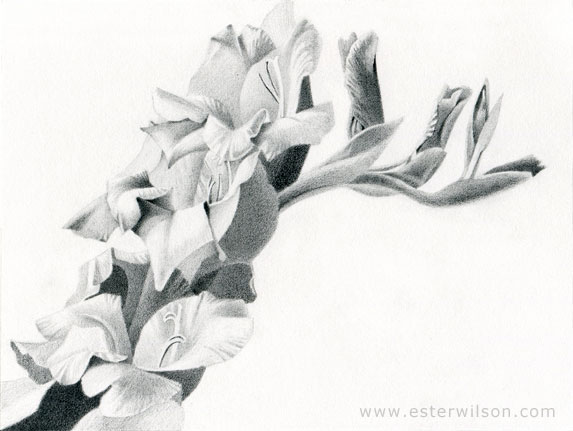 Gladiolus Flower Drawing On Watercolor Paper