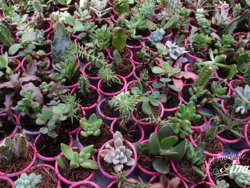 feria de la candelaria 2017