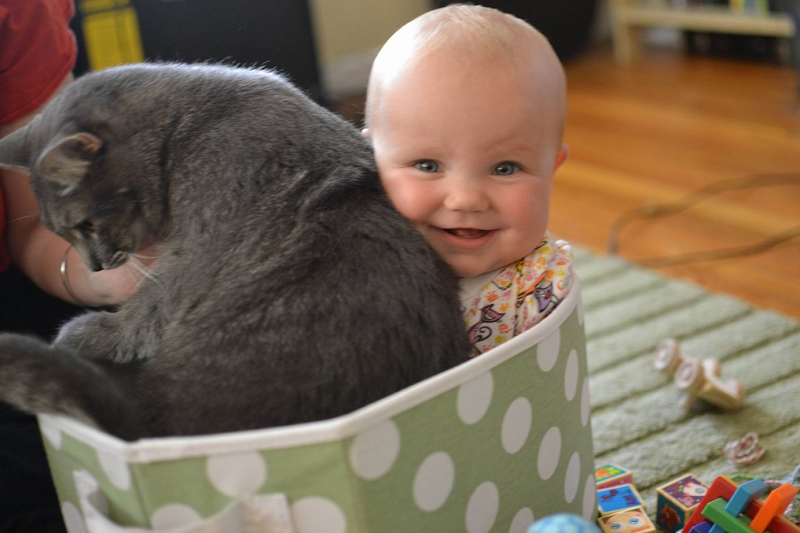 Are Your Cats Safe for Your Baby? Are Your Cats Safe for Your Baby?