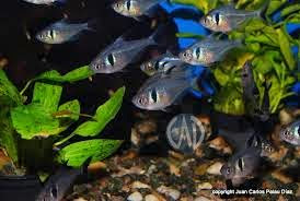 Tetra Fantasma Negro Tetra Fantasma Negro