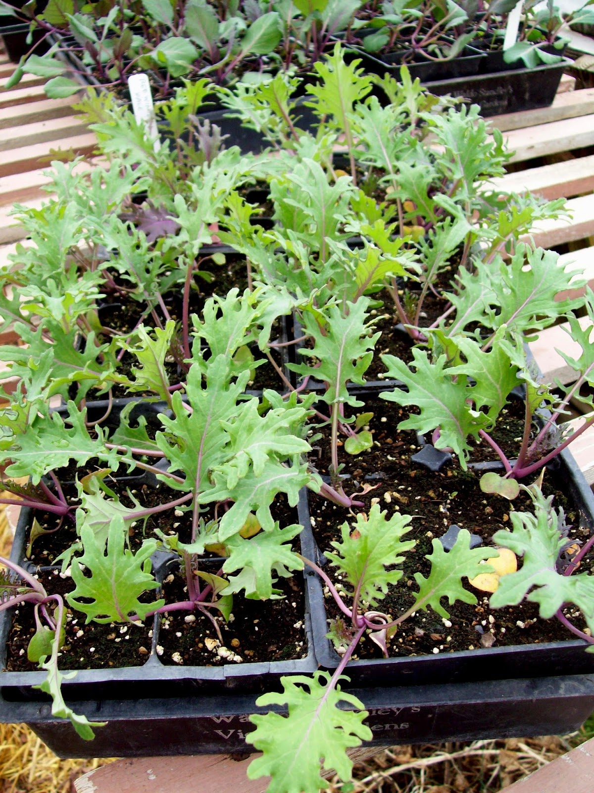 Russian Kale Seedlings