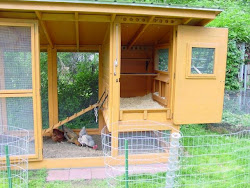 coop chicken plans diy chickens build cabin coops backyard wichita instructions building easy cleaning clean designs ve found wait run