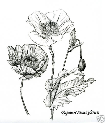 Black White Pencil Drawings Of Plants 46