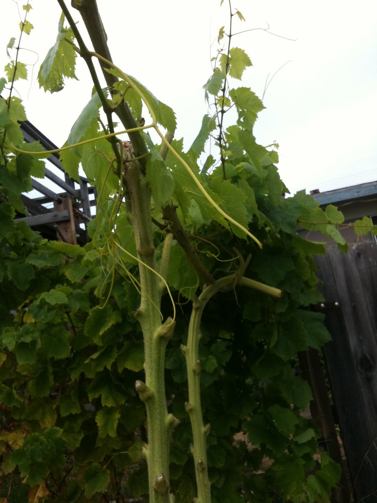 Recycled sunflower stalks used to make grapvine trellis