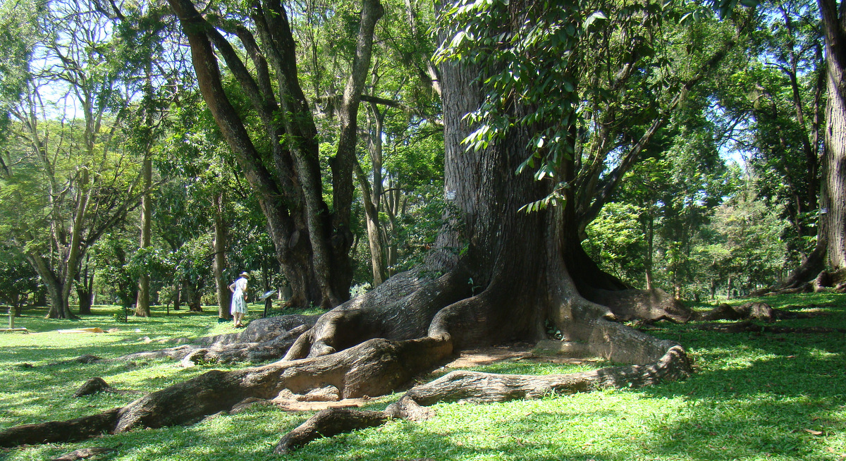 DiscoverSriLanka SRI LANKA TREES [ GIANT MAHOGANY TREE ]