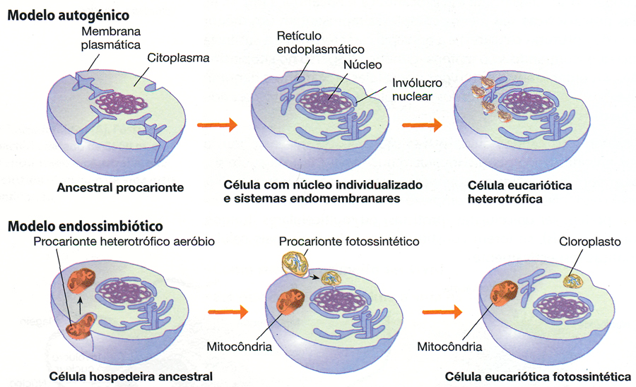 Biogil: A ORIGEM E EVOLUÇÃO DA VIDA