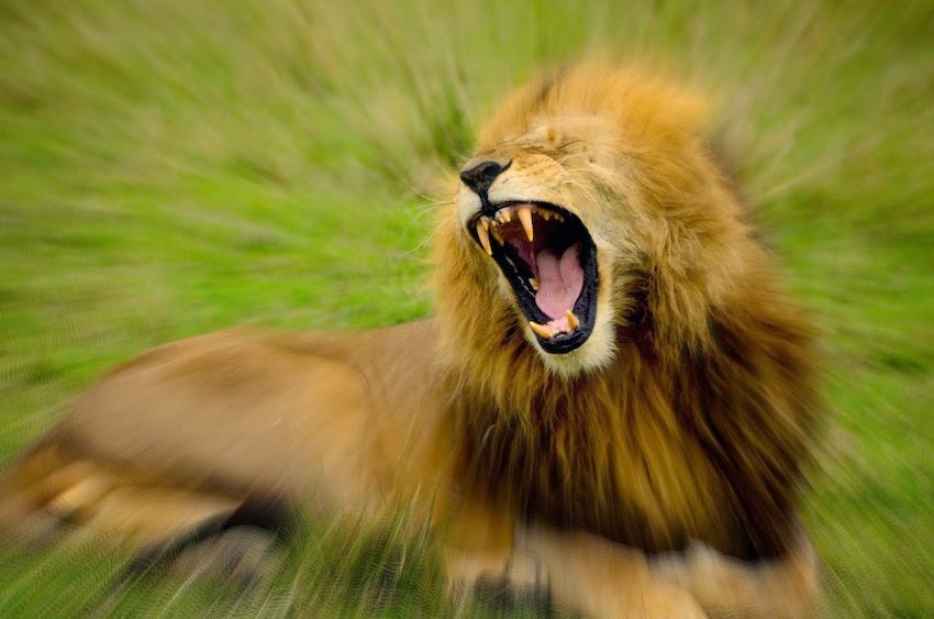 Morgan's Milieu | Do you sit on your bum all day?: Roaring Lion sitting on grass - cue rant.