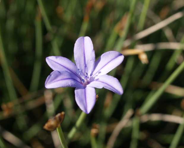 Flores silvestres de color azul, morado o lila -6