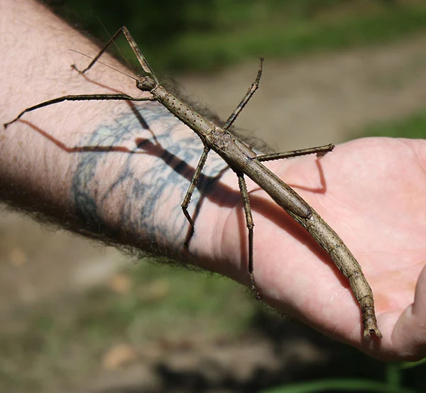 Anchiale briareus - The Strong stick insect