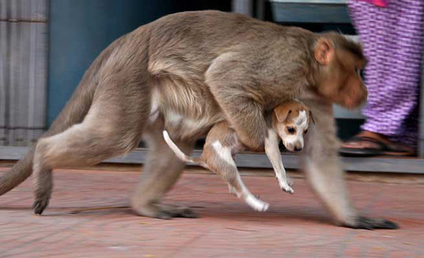 Un mono adopta a un perrito y lo cuida como si fuera su propio hijo