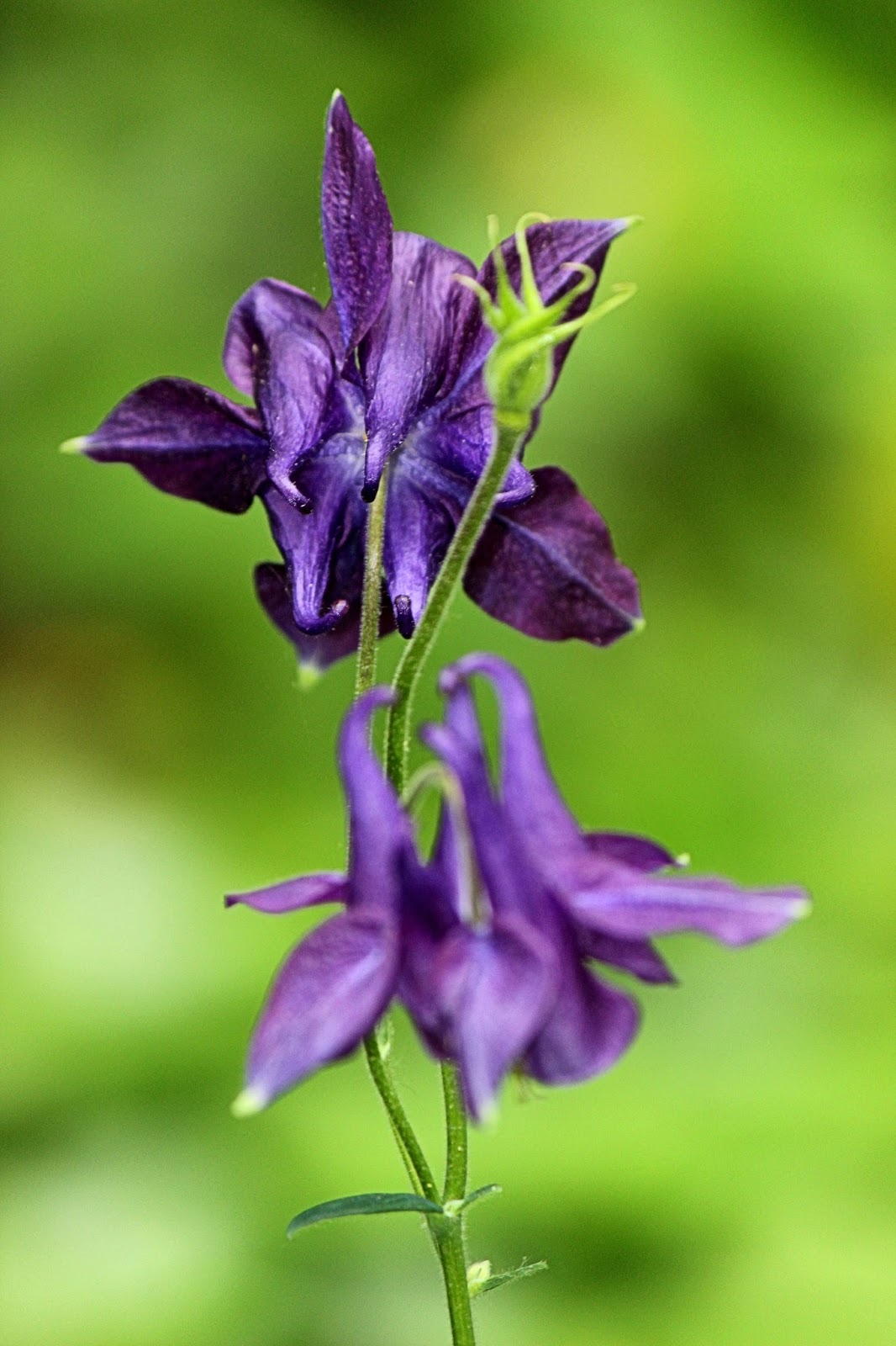 Christian Images In My Treasure Box Columbine Flower 7