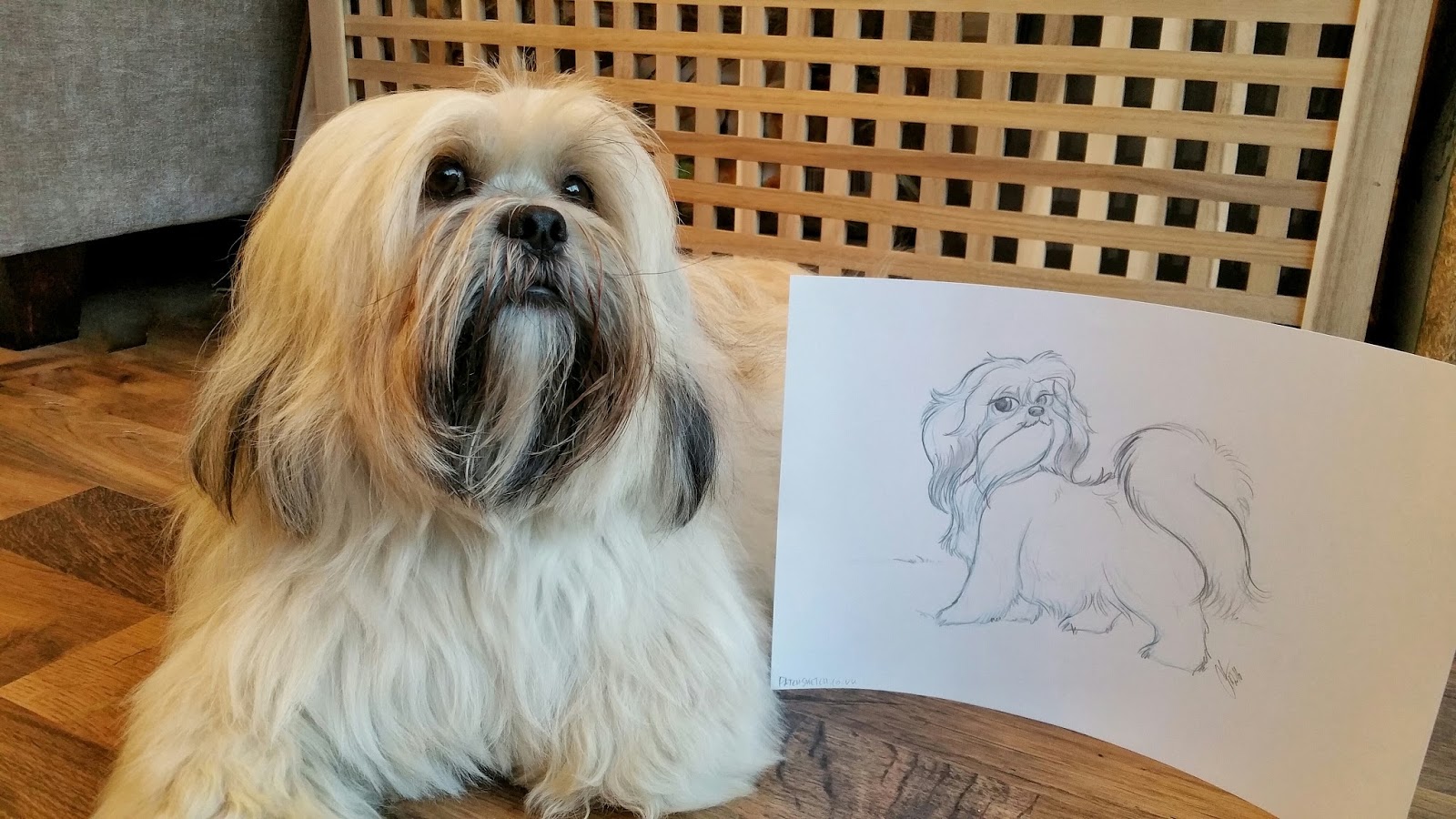 Doggie Fashions The Trentham Estate Staffordshire Paws across Britain