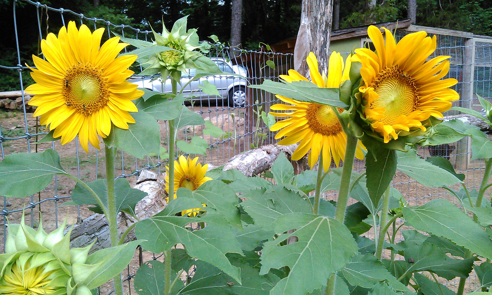 Maitri Homestead Sunflowers!